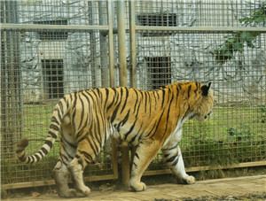 tiger.jpg